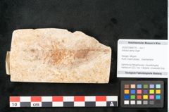 Foto (Objekt + Etikett) von Arbutus serra Unger (NHMW-GEO-2024-0188-8179)
